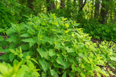 Tampere Finlandiya 'da doğal çevrede ısırgan otu çalıları