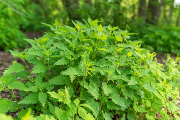 Finlandiya 'da doğal ortamlarında ısırgan otu ısırmak
