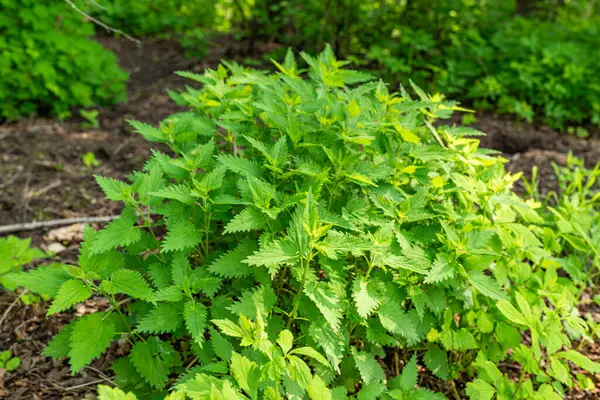 Finlandiya 'da ısırgan otlarının yeşil rengi