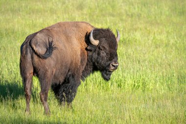 Amerikan bizonu (bizon bizonu) erkek otlakta duruyor. Grand Teton Ulusal Parkı, Wyoming, ABD.