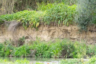 Tipik bir Kingfisher 'ın nehir kenarındaki yuva yapma sahili. Rio Pereilas, Coin, Malaga ili, Endülüs, İspanya.