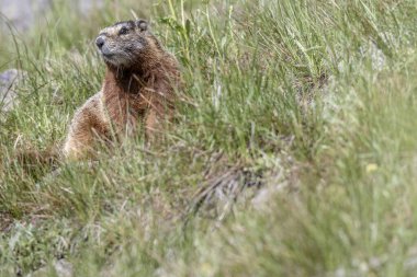 Çimenlerin arasında sarı karınlı dağ sıçanı (Marmota flaviventer). Yellowstone Ulusal Parkı, Wyoming, ABD.