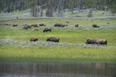 Amerikan Bizonu (Bizon bizonu) sürüsü Lamar, Lamar Vadisi, Yellowstone NP, Wyoming yakınlarında otlar..