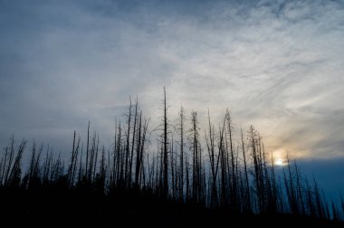 Kısmen kaplanmış mavi gökyüzüne karşı siluet içinde ölü ladin ağaçları. Yellowstone Ulusal Parkı, Wyoming, ABD.