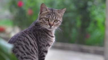 Bir tekir kedinin arka görüntüsü dikkatle oturup, görünmeyen bir şeye odaklanmış.