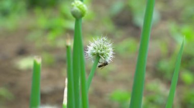  Beyaz soğan çiçeğinin polen toplayan bir arı ile yakın çekimi.
