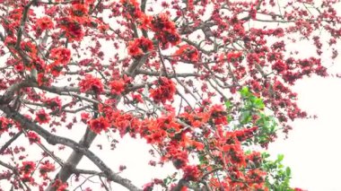 İpek Pamuk Ağacı 'nın (Bombax Ceiba) göz kamaştırıcı bir görüntüsü. Alevli taç yaprakları dallara çok güzel tezat oluşturuyor. Ağaçların doğadaki görkemli varlığını vurguluyor..