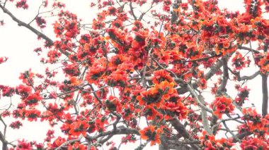 Bombax Ceiba ağacının nefes kesici manzarası çiçek açmış, doğal bir zemine çarpan kırmızı çiçeklerle süslenmiş. Canlı çiçekler göze çarpıyor, büyüleyici bir doğa güzelliği sergiliyor.. 