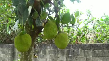 Canlı yeşil yapraklarla çevrili, ağaçtan sarkan bir kaç Jackfruit 'in yakın plan görüntüsü. Tropikal meyveler olgunluğun farklı aşamalarında doğal meyve çiftçiliğinin güzelliğini gösteriyor..