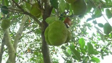 Ağaç gövdesinde birkaç meyve asılıydı, güneş ışığıyla yıkanmışlardı. Büyük, dokulu meyveler yeşil yapraklara karşı güzelce tezat oluşturuyor ve tropikal bir ortamda büyümelerini vurguluyor..