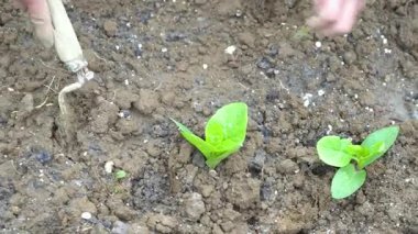 Bir insan elleri yavaşça toprağa küçük Malabar ıspanak bitkilerini yerleştiriyor ve taze sebze yetiştirme sürecini gösteriyor. Bu sahne organik bahçıvanlık, sürdürülebilir yaşam ve ev yapımı gıdalarla ilgili içerik için mükemmel..