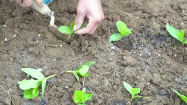 Bir bahçıvan genç Malabar ıspanak fidelerini dikiyor, onları sağlıklı büyümeye hazırlıyor. Taze yeşil bitkiler ve zengin toprak, bahçıvanlık, tarım ve organik tarım konuları için görsel olarak cazip bir sahne oluşturuyor..