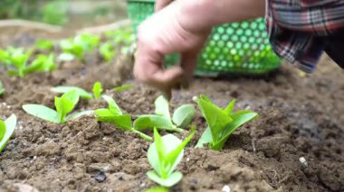 Bir bahçıvanın Malabar ıspanak fidelerini nazikçe tutarken ve dikerken yakın plan görüntüsü. Bu video, sağlıklı sebzeler yetiştirmek için gösterilen sabır ve ilgiyi vurguluyor..