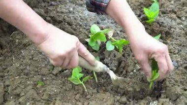 Bir kişi taze Malabar ıspanağı fideleri ekerken görülüyor, gelişen bir sebze bahçesi. Bu video sürdürülebilir bahçıvanlık ve organik gıda yetiştirmeyi ön plana çıkarıyor..