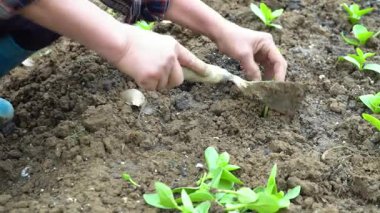 Küçük Malabar ıspanak bitkilerini yumuşak toprağa ekerken çekilmiş detaylı bir fotoğraf. Bu an, organik gıda yetiştirmenin ve doğa döngüsünün güzelliğini yakalar..
