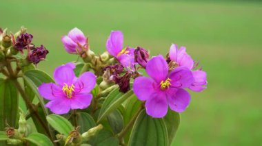 Mor Melastoma çiçekleri hafif esintide sallanıyor.