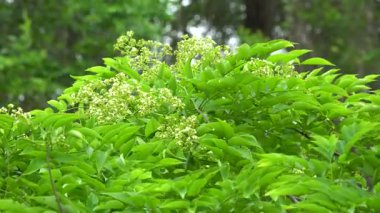 Bahar melteminde sallanan Dalbergia tonkinensis çiçekleri