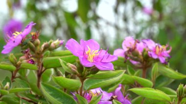 Rüzgarda sallanan tropik mor kır çiçekleri