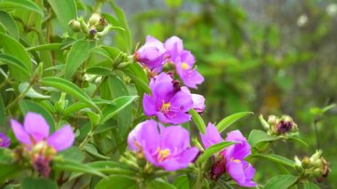 Mor çiçekler, tropik rüzgarda hafifçe esiyor.