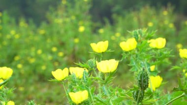 Sarı Argemone Meksikalısı terk edilmiş alanda çiçek açıyor