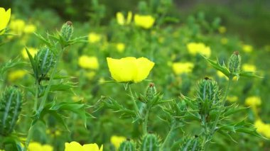 Sarı kır çiçekleri rüzgarlı bulutlu bir günde sallanıyor.