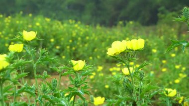 Argemone mexicana boş tarlalarda çiçek açıyor