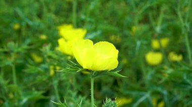 Sarı Argemone çiçeği yumuşak doğal ışıkta