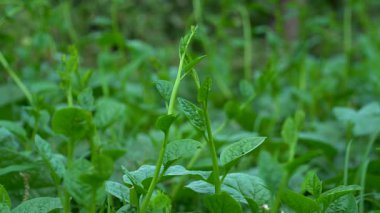 Yeşil Basella yakut yapraklarının makro görüntüsü