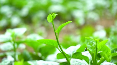 Basella yakutu yumuşak ışıkta filizleniyor.