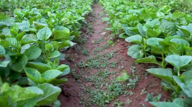 Bulutlu bir günde gelişen Basella Rubra ekinleri