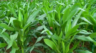 Tarladaki taze mısır bitkilerine yakın çekim
