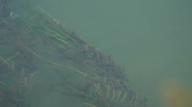 Akan suyun altındaki su bitkileri