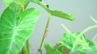 Taro yaprağında kırmızı-pembe salyangoz yumurtaları