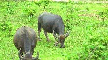 Ilık güneşte otla beslenen bufalolar
