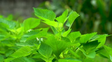Taze Elsholtzia ciliata yaprakları yumuşak ışık altında