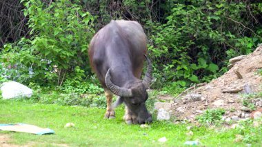 Bufalo gün ışığında sessizce otluyor.