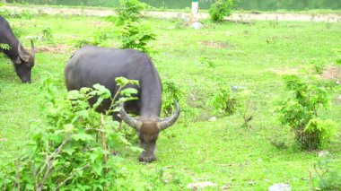 Bufalo sürüsü otla huzur içinde besleniyor.