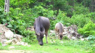 Yumuşak güneş ışığında otlaklarla beslenen bufalolar