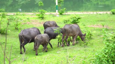 Yumuşak gün ışığında beslenen bufalo sürüsü