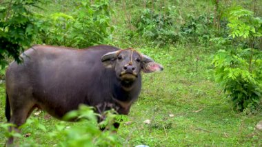 Bufalo sürüsü otlarla sakince besleniyor.