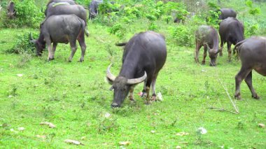 Bufalo sürüsü gün ışığında sessizce besleniyor.