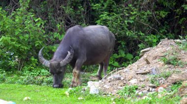 Yumuşak gün ışığında otlayan bufalo sürüsü