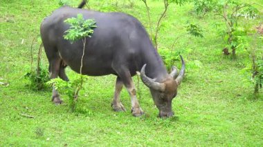Bufalo sürüsü yemyeşil otlarla besleniyor.