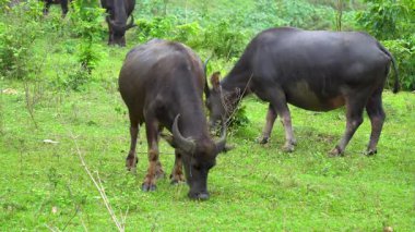 Bufalolar hafif gün ışığında otluyor.