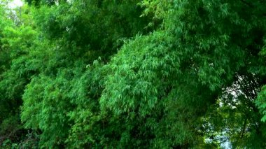 Yumuşak güneş ışığı altında bambu ormanı