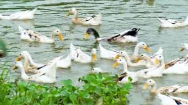 Sümbüllerin yanında yüzen beyaz ördekler.
