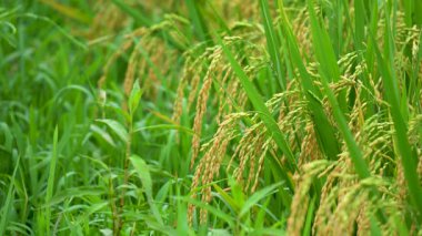 Yakın çekim olgun pirinç başları serin havada