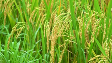 Ağır pirinç sapları buğday ağırlığı altında bükülüyor.