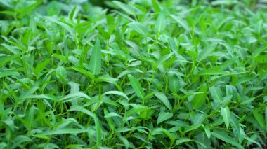 Tatlı su ıspanak yapraklarının yakın çekimi
