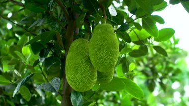 Ağaçta sallanan meyvelerin yakın çekimi